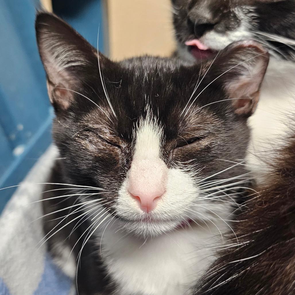 Enlarge Dina, a Adoptable Domestic Short Hair in Lakeland, FL image 4/6