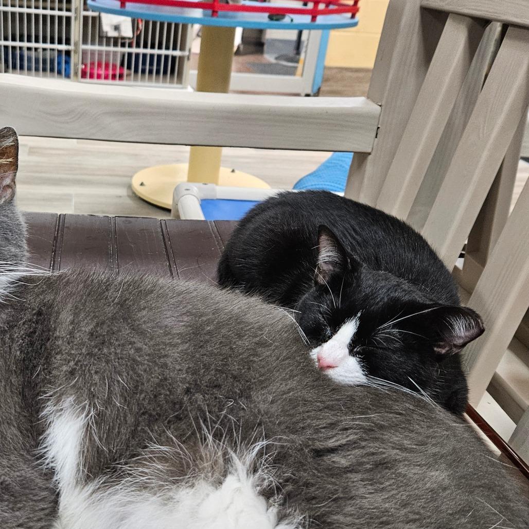 Enlarge Dina, a Adoptable Domestic Short Hair in Lakeland, FL image 5/6