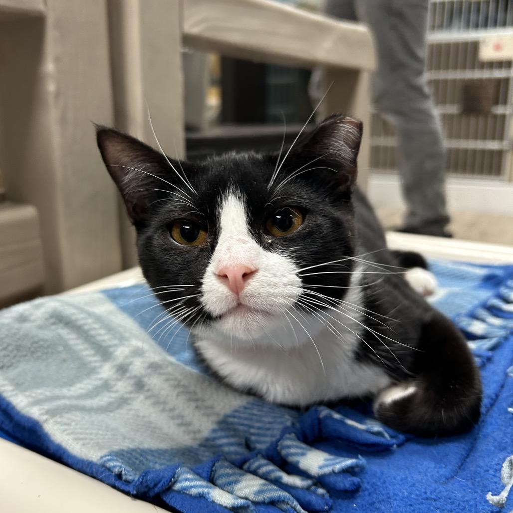 Enlarge Dina, a Adoptable Domestic Short Hair in Lakeland, FL image 6/6