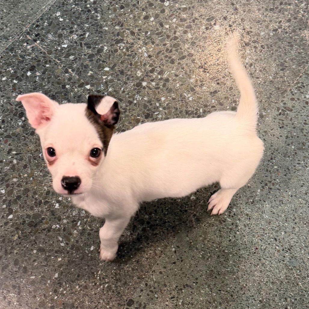 Enlarge TOMMY, a Adopted Chihuahua in Chico, CA image 1/1