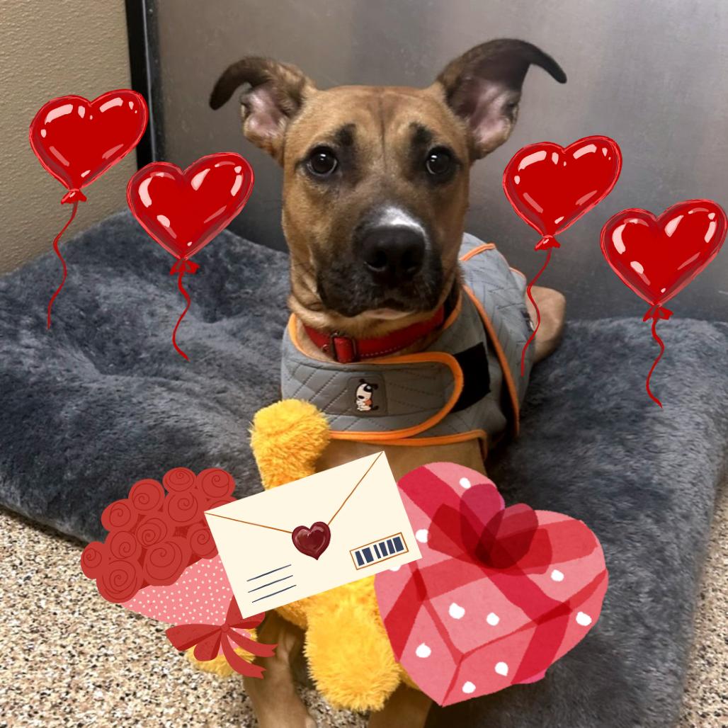 Liberty, Adoptable, Adult Female Black Mouth Cur & Shepherd.