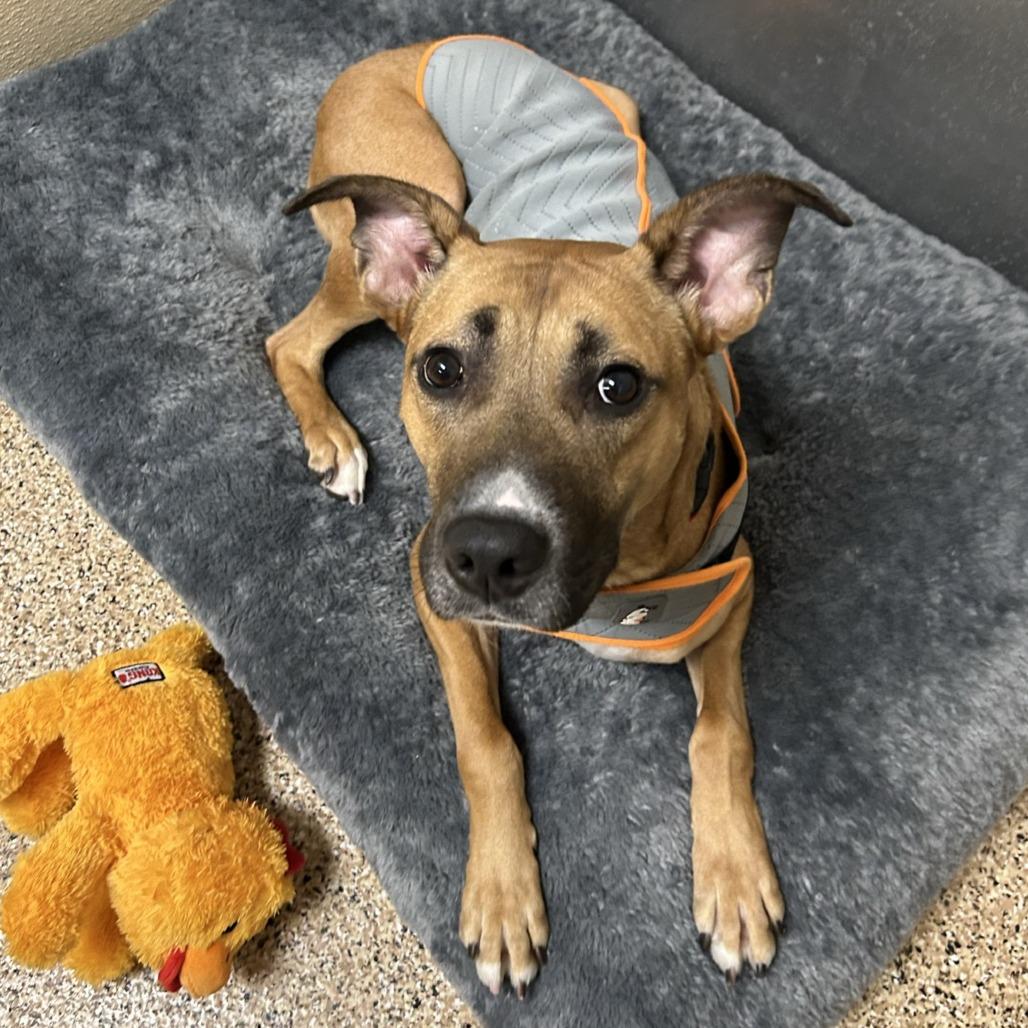 Liberty, Adoptable, Adult Female Black Mouth Cur & Shepherd.