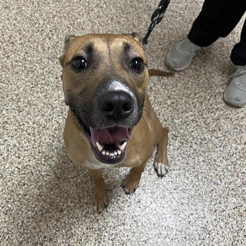 Enlarge Liberty, a Adoptable mixed breed in Tempe, AZ image 2/6