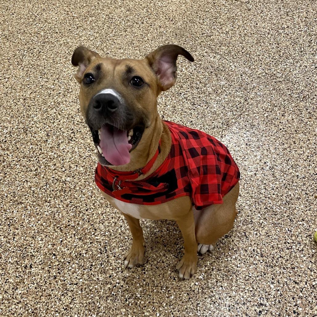 Enlarge Liberty, a Adoptable mixed breed in Tempe, AZ image 3/6