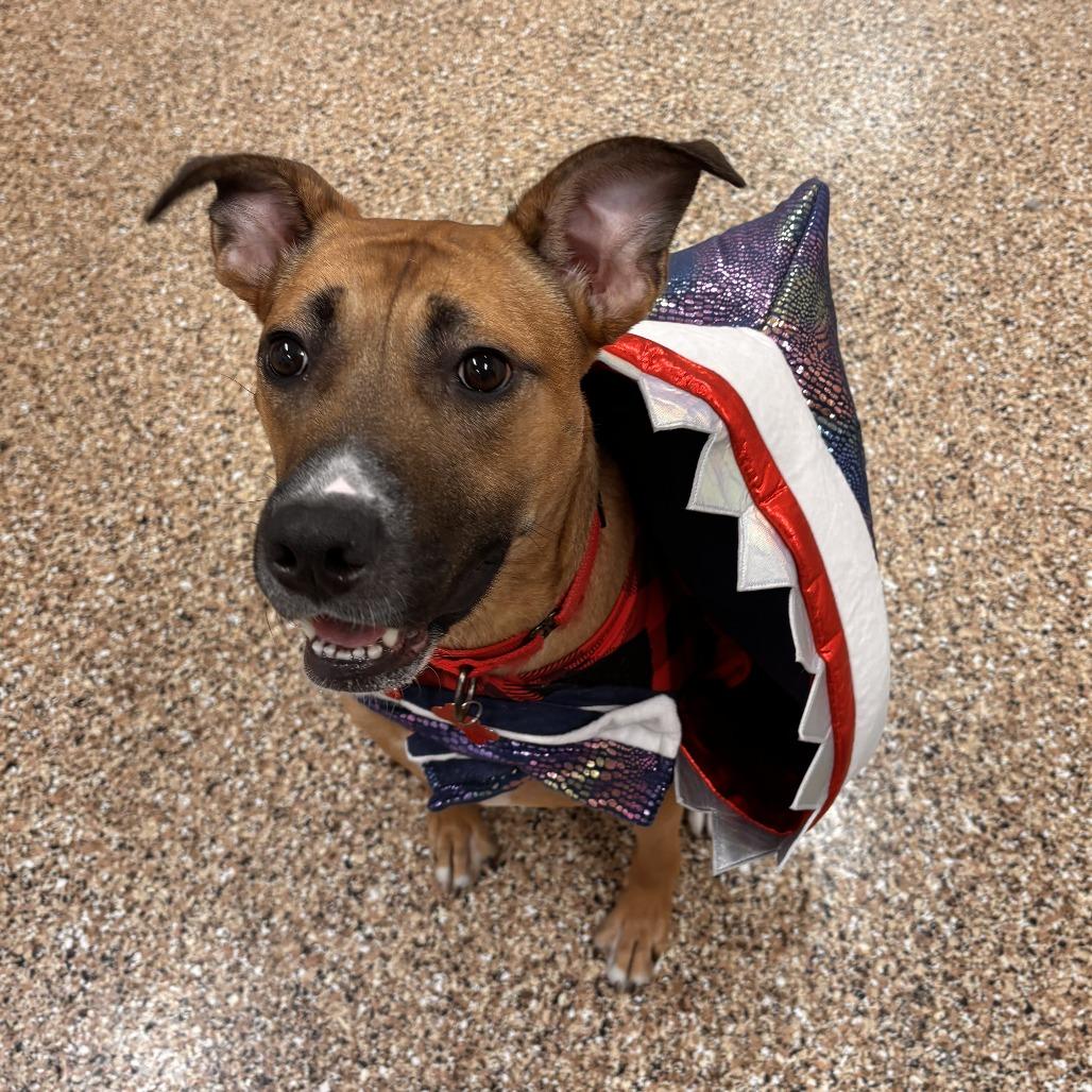 Enlarge Liberty, a Adoptable mixed breed in Tempe, AZ image 5/6