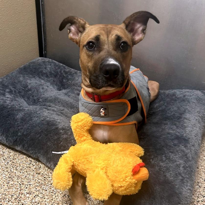 Enlarge Liberty, a Adoptable mixed breed in Tempe, AZ image 6/6