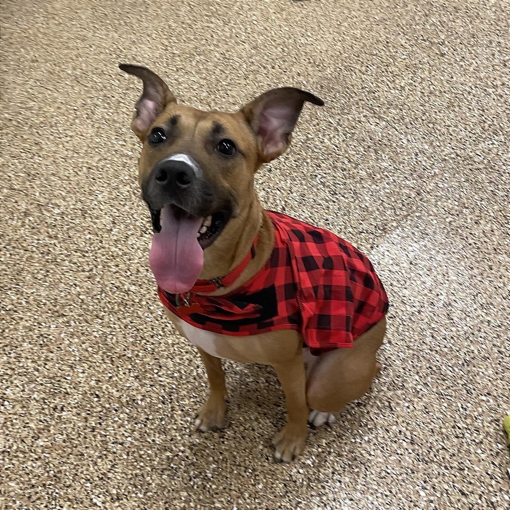 Liberty, a Adoptable mixed breed in Tempe, AZ image 6/6