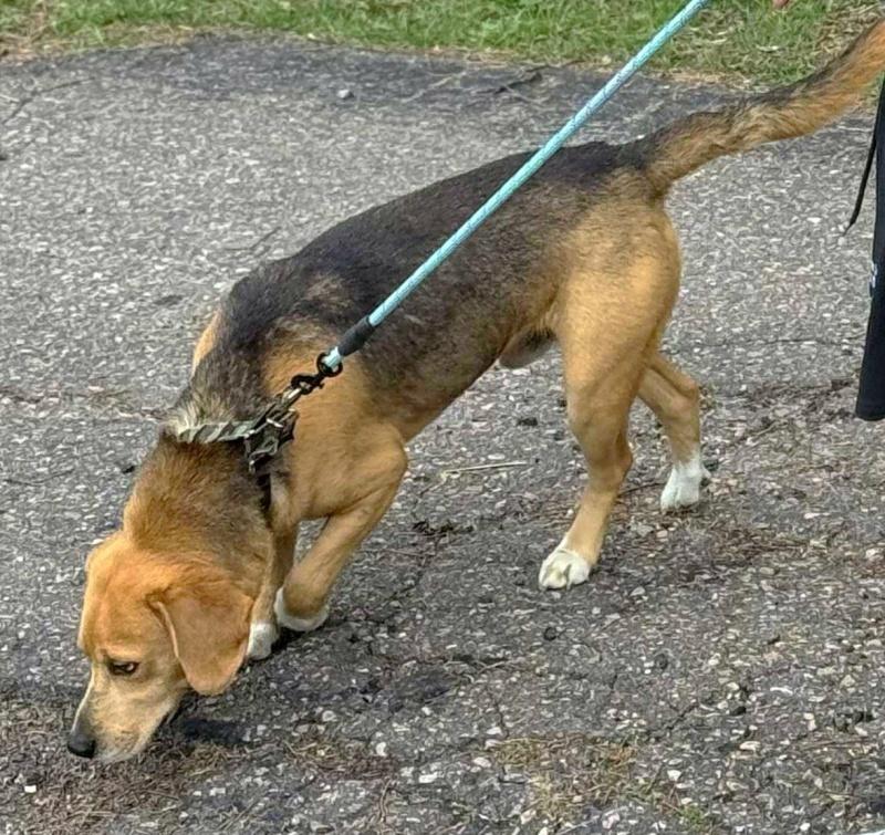 Cooper, Adoptable, Adult Male Beagle.