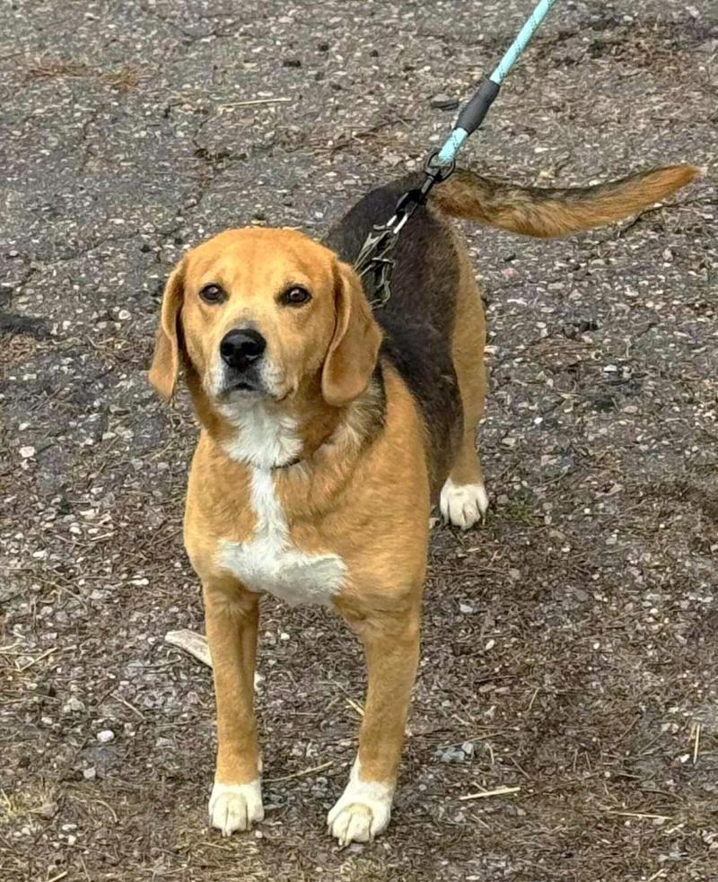 Cooper, a Adoptable mixed breed in Bancroft, ON image 2/3