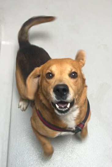 Cooper, a Adoptable mixed breed in Bancroft, ON image 3/3