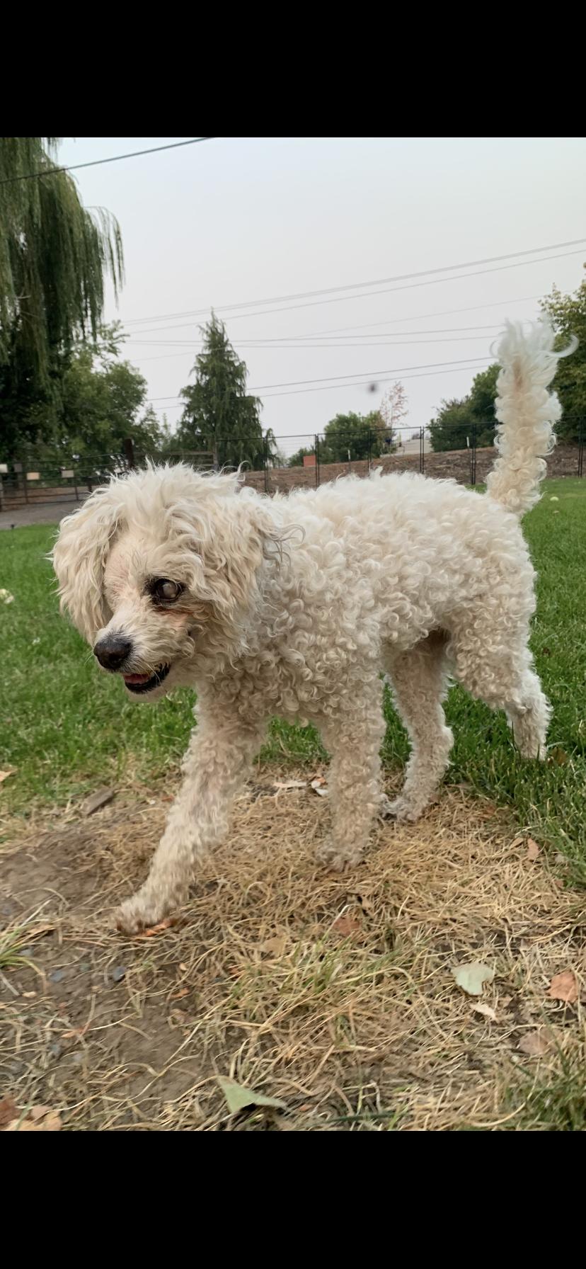 Enlarge Captain Lulu, a ADOPTABLE mixed breed in Selah, WA image 6/6