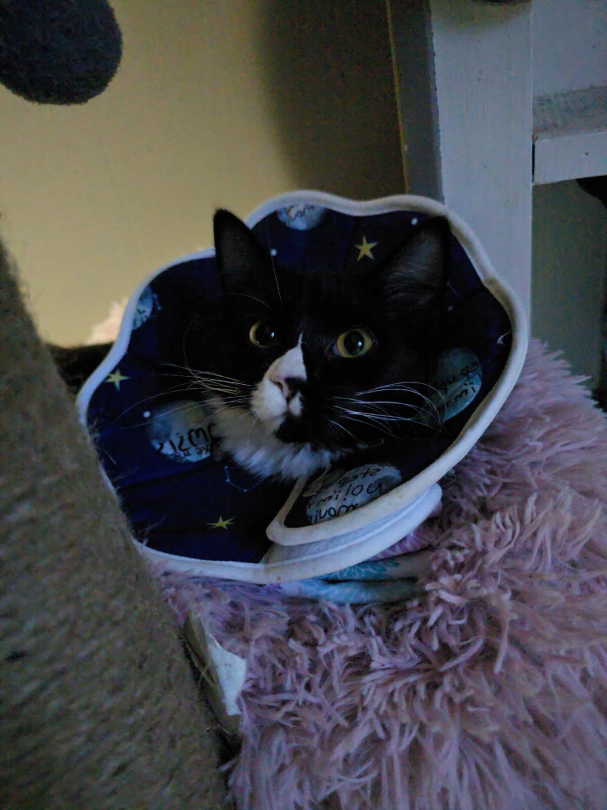 Enlarge Bella, an adoptable Domestic Long Hair in Mulino, OR image 3/3