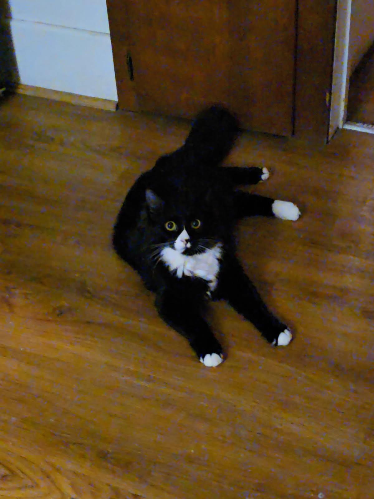 Enlarge Bella, an adoptable Domestic Long Hair in Mulino, OR image 1/3