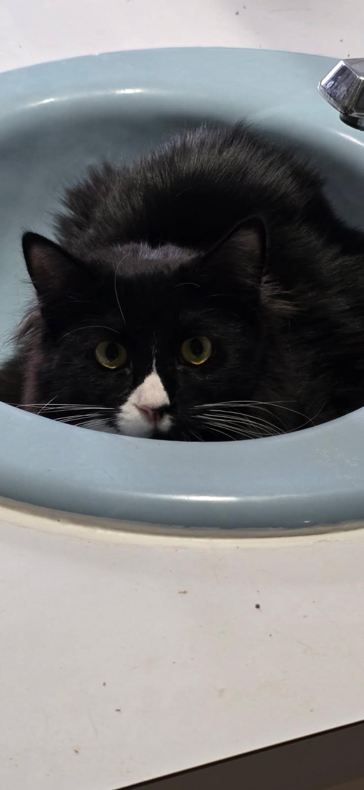 Enlarge Bella, an adoptable Domestic Long Hair in Mulino, OR image 2/3