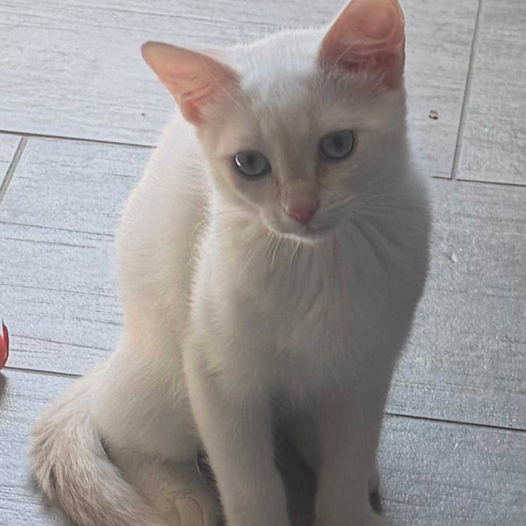 Enlarge Clio, a Adopted Siamese in SCOTTSDALE, AZ image 2/4