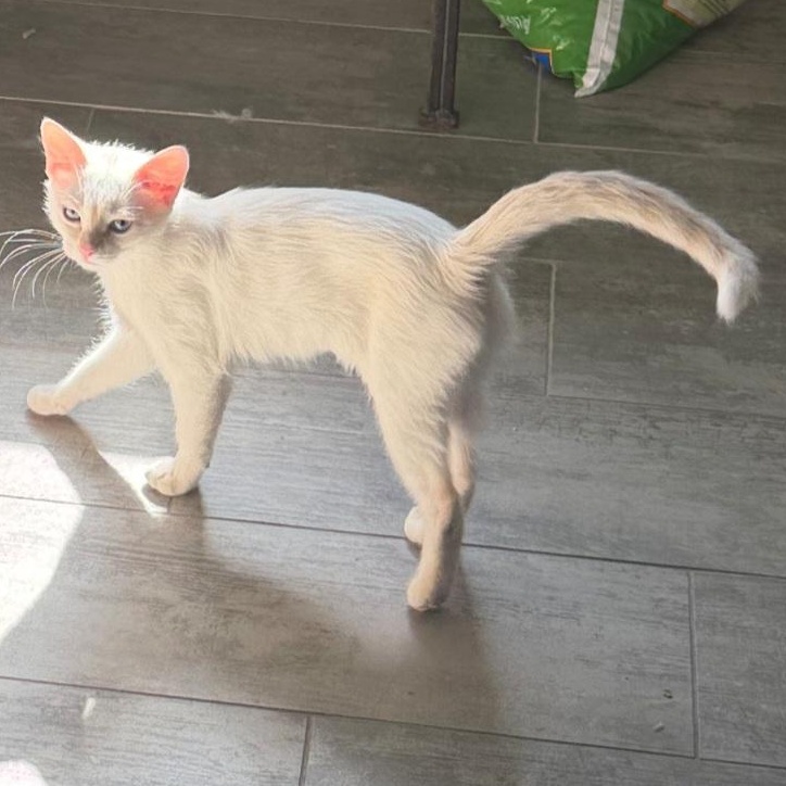 Enlarge Clio, a Adopted Siamese in SCOTTSDALE, AZ image 3/4
