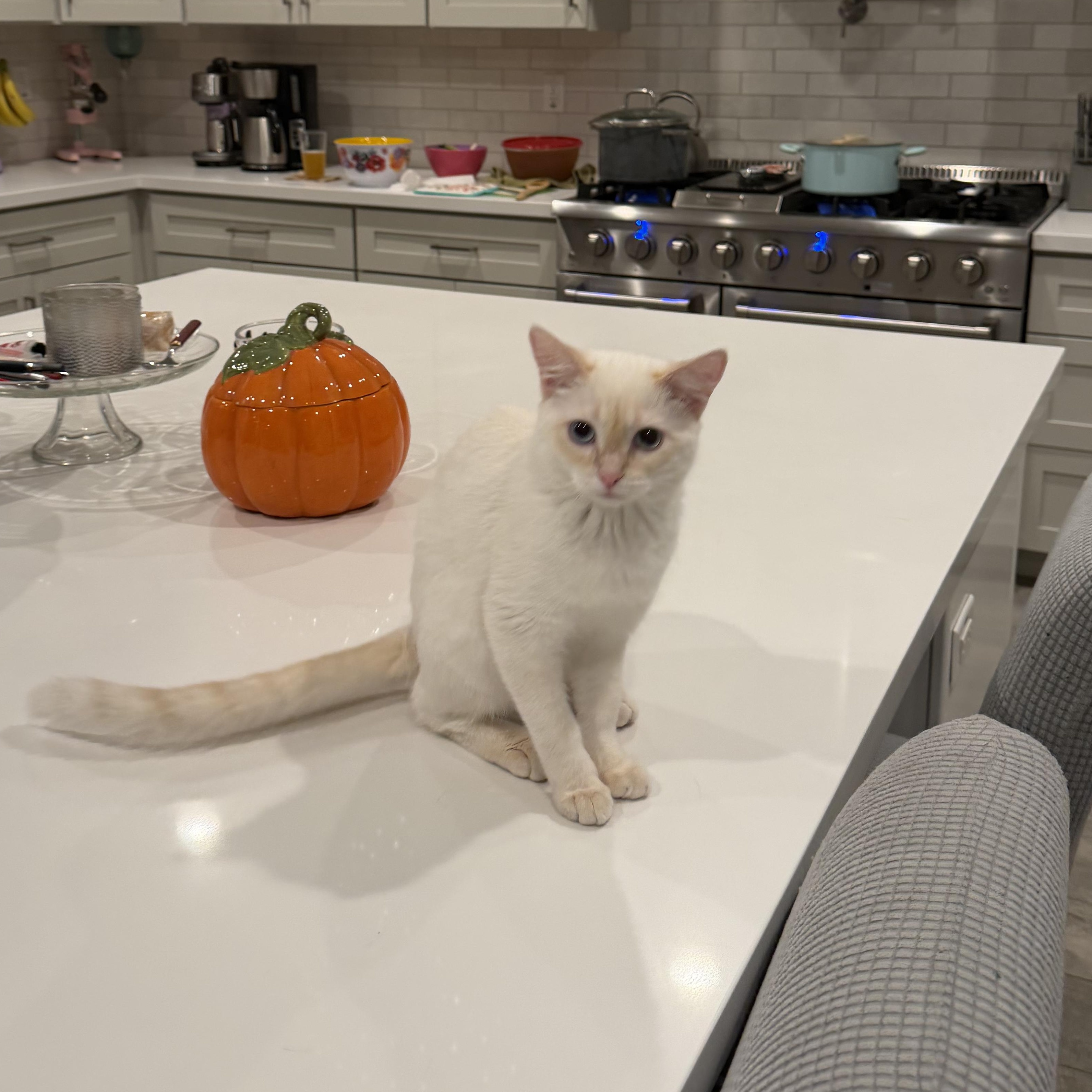 Enlarge Clio, a Adopted Siamese in SCOTTSDALE, AZ image 1/4