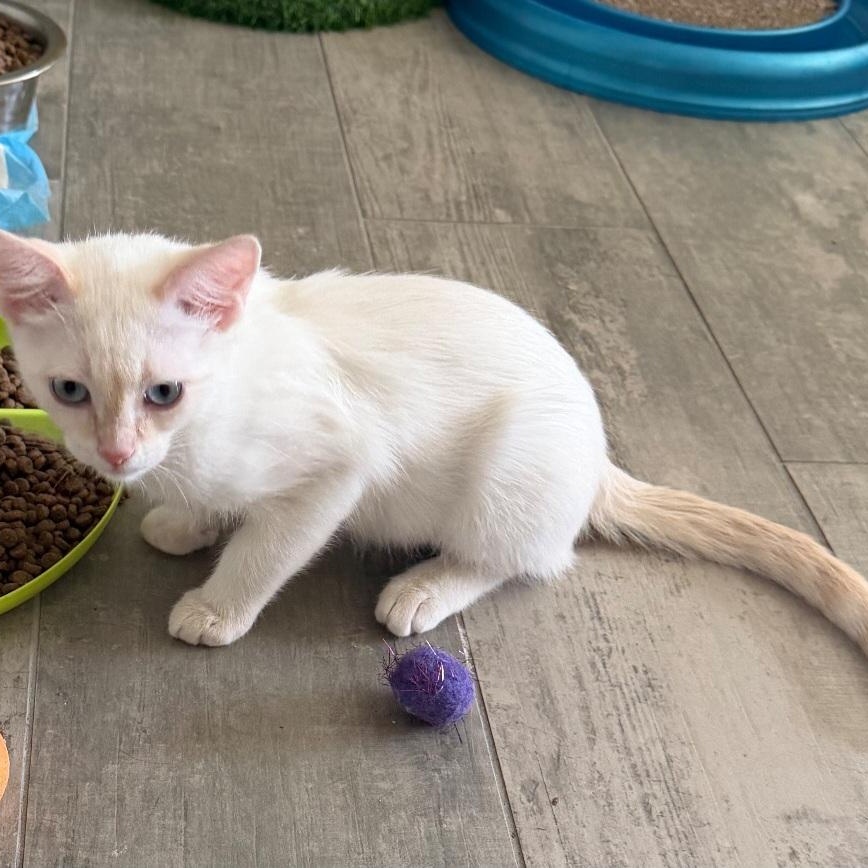 Enlarge Clio, a Adopted Siamese in SCOTTSDALE, AZ image 4/4