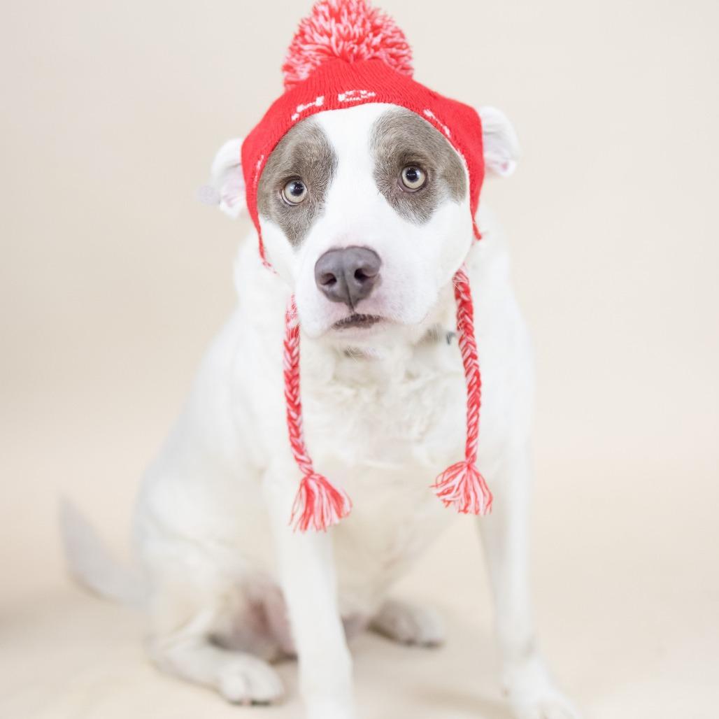 Nala, Adoptable, Adult Female Mixed Breed.