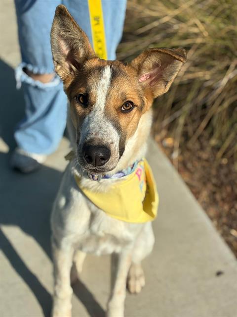 Enlarge FAE, a Adoptable mixed breed in Visalia, CA image 1/1