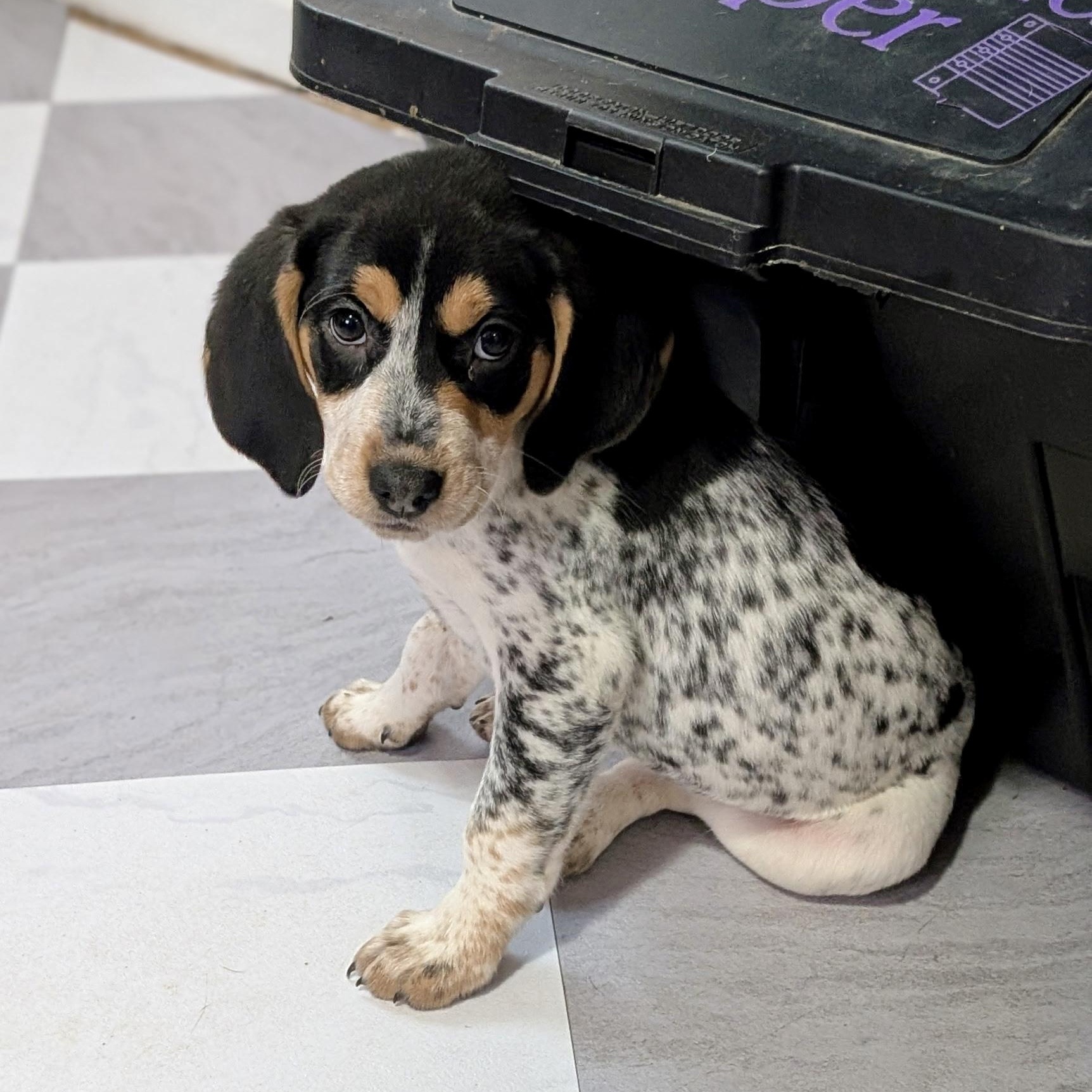 Beatrix — thumbnail 3