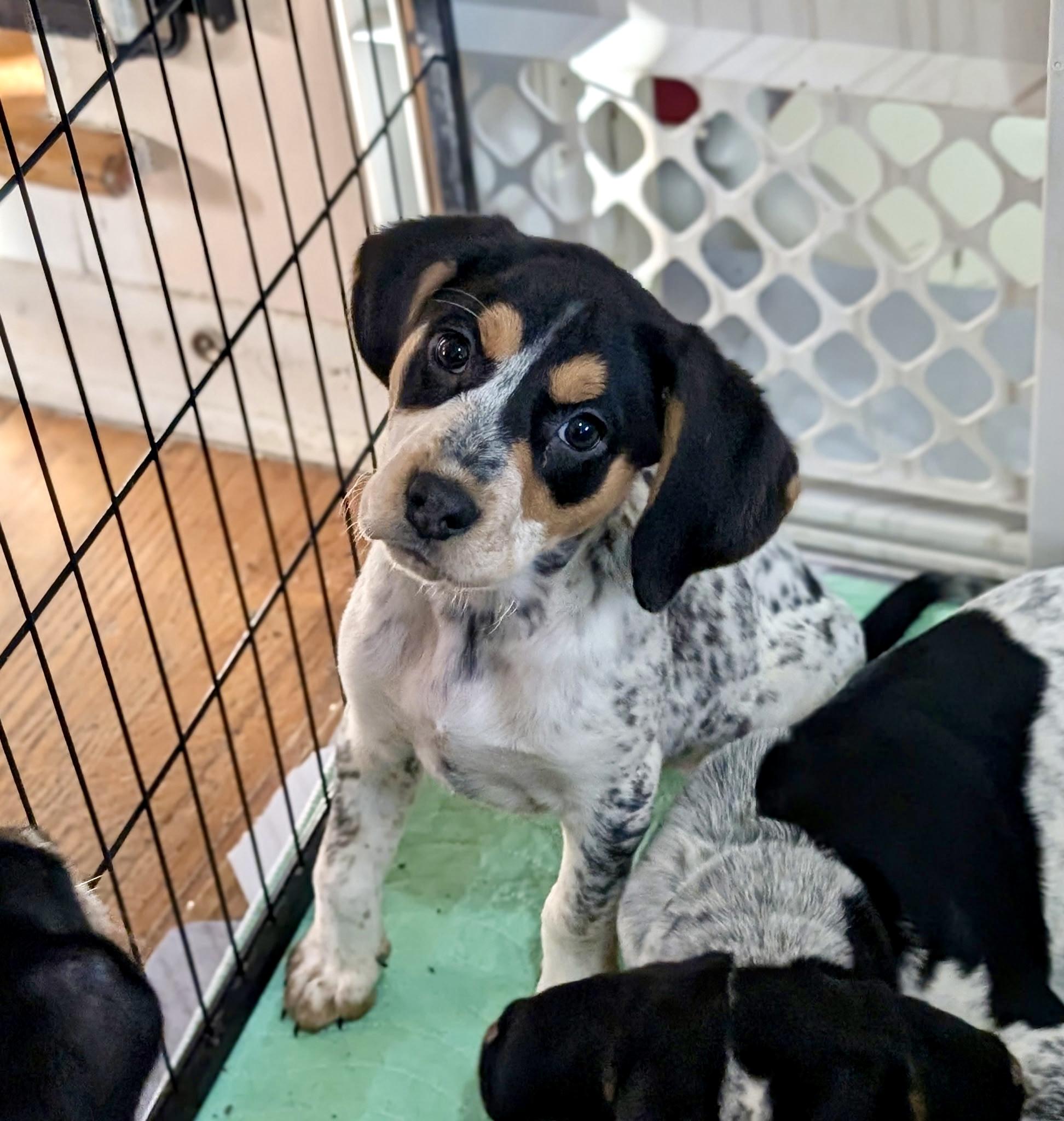 Beatrix — thumbnail 4