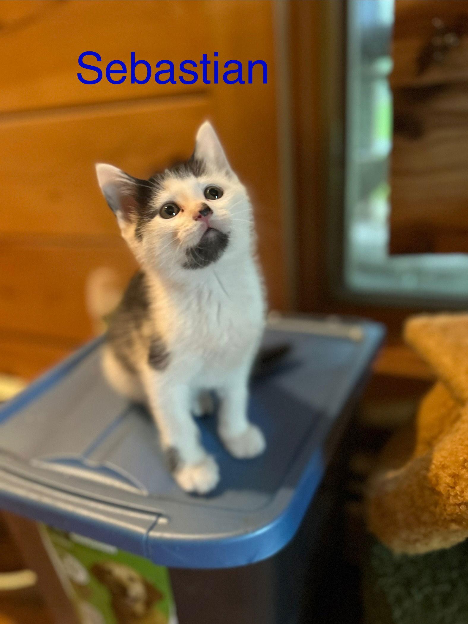 Enlarge Sebastian, a Adopted Domestic Medium Hair in Absecon, NJ image 1/2