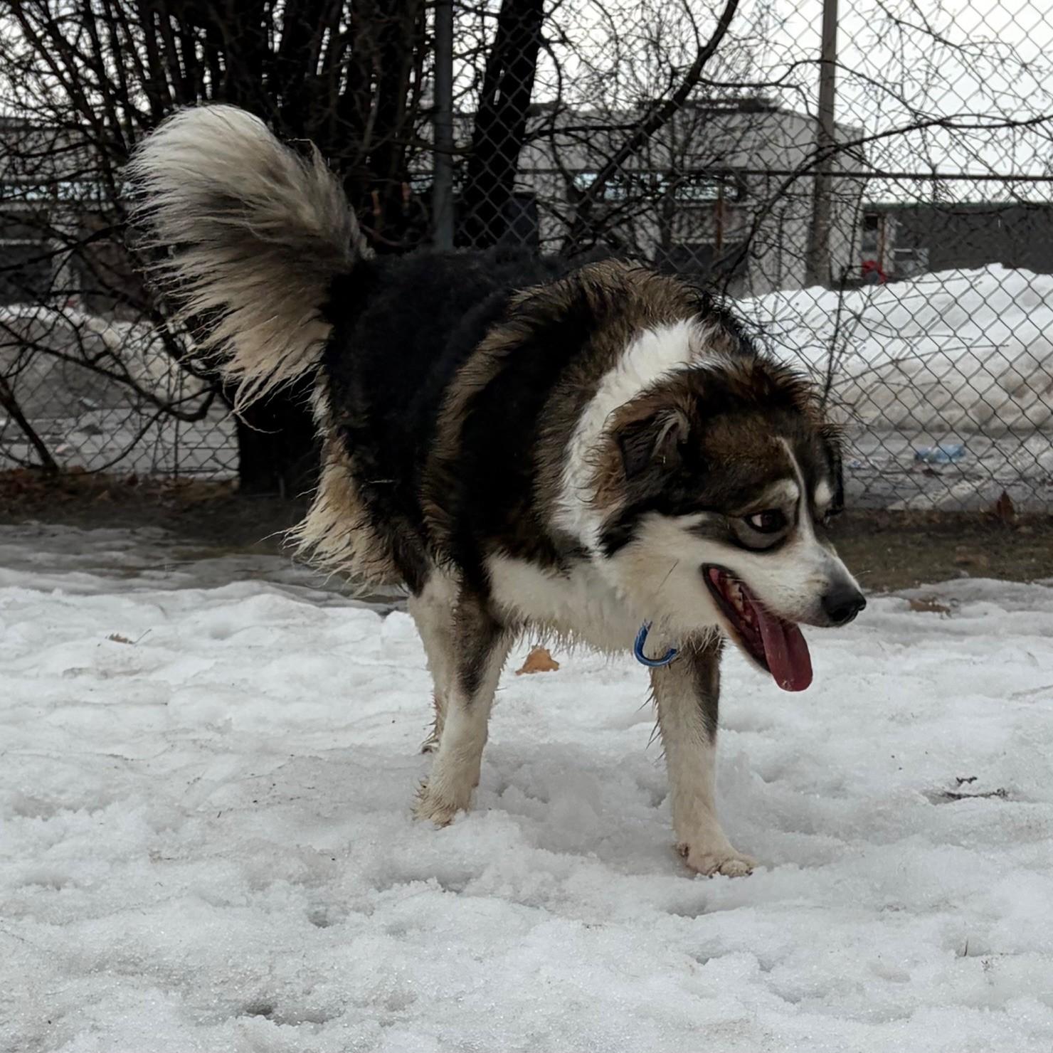 Enlarge Lily , a ADOPTABLE Australian Shepherd in Mississauga, ON image 5/6