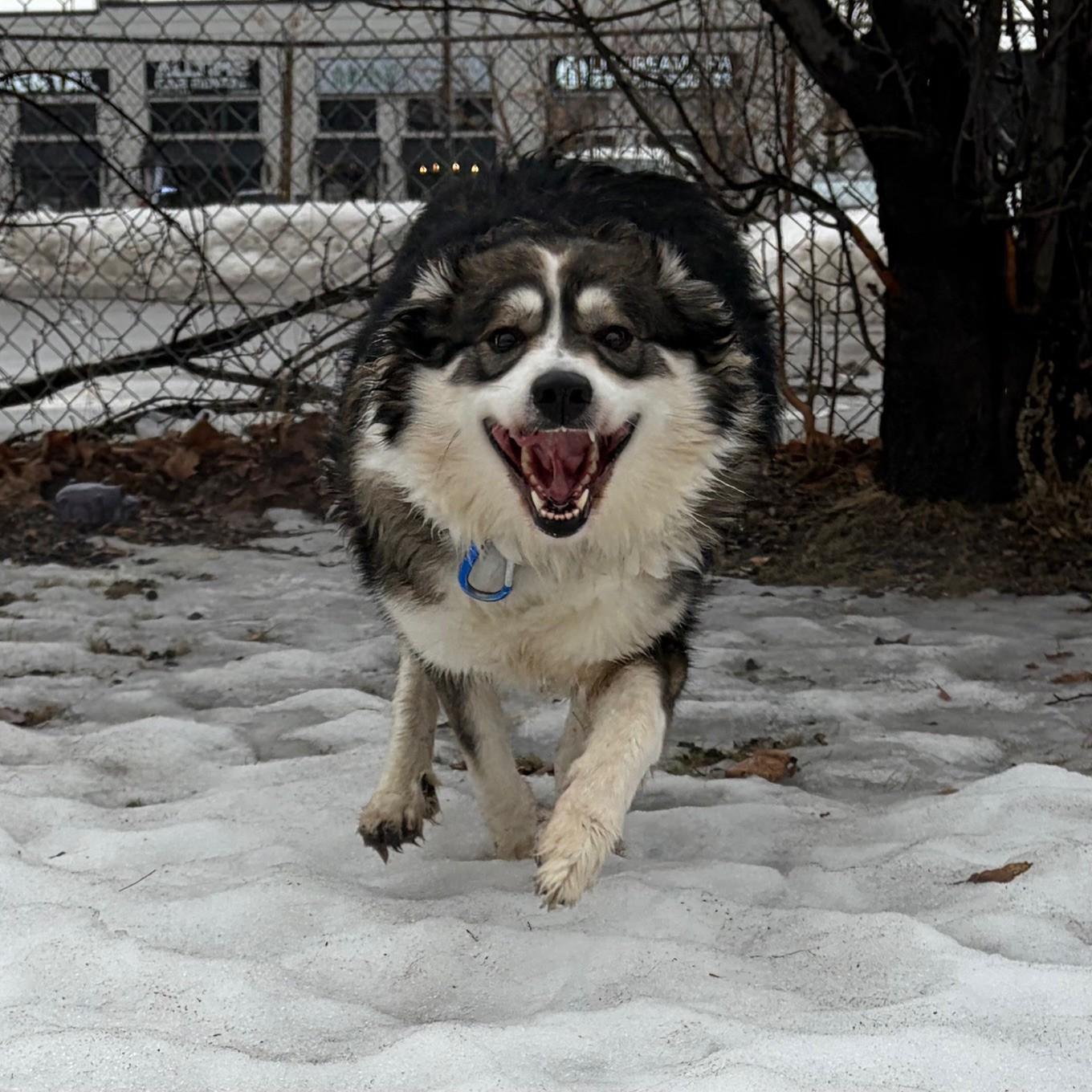 Enlarge Lily , a ADOPTABLE Australian Shepherd in Mississauga, ON image 2/6