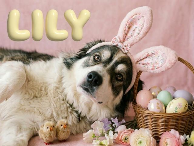 Enlarge Lily , a ADOPTABLE Australian Shepherd in Mississauga, ON image 1/6