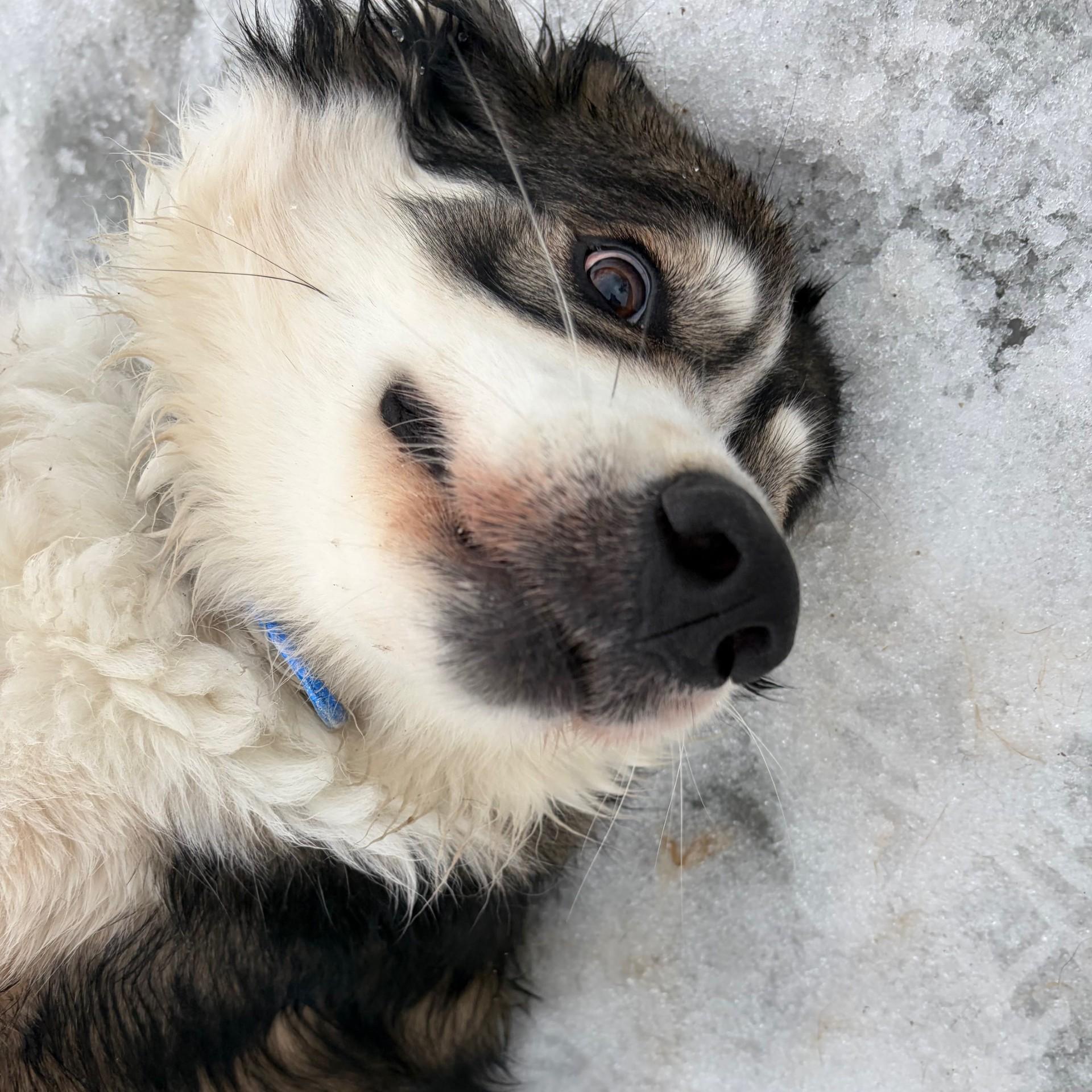 Enlarge Lily , a ADOPTABLE Australian Shepherd in Mississauga, ON image 4/6