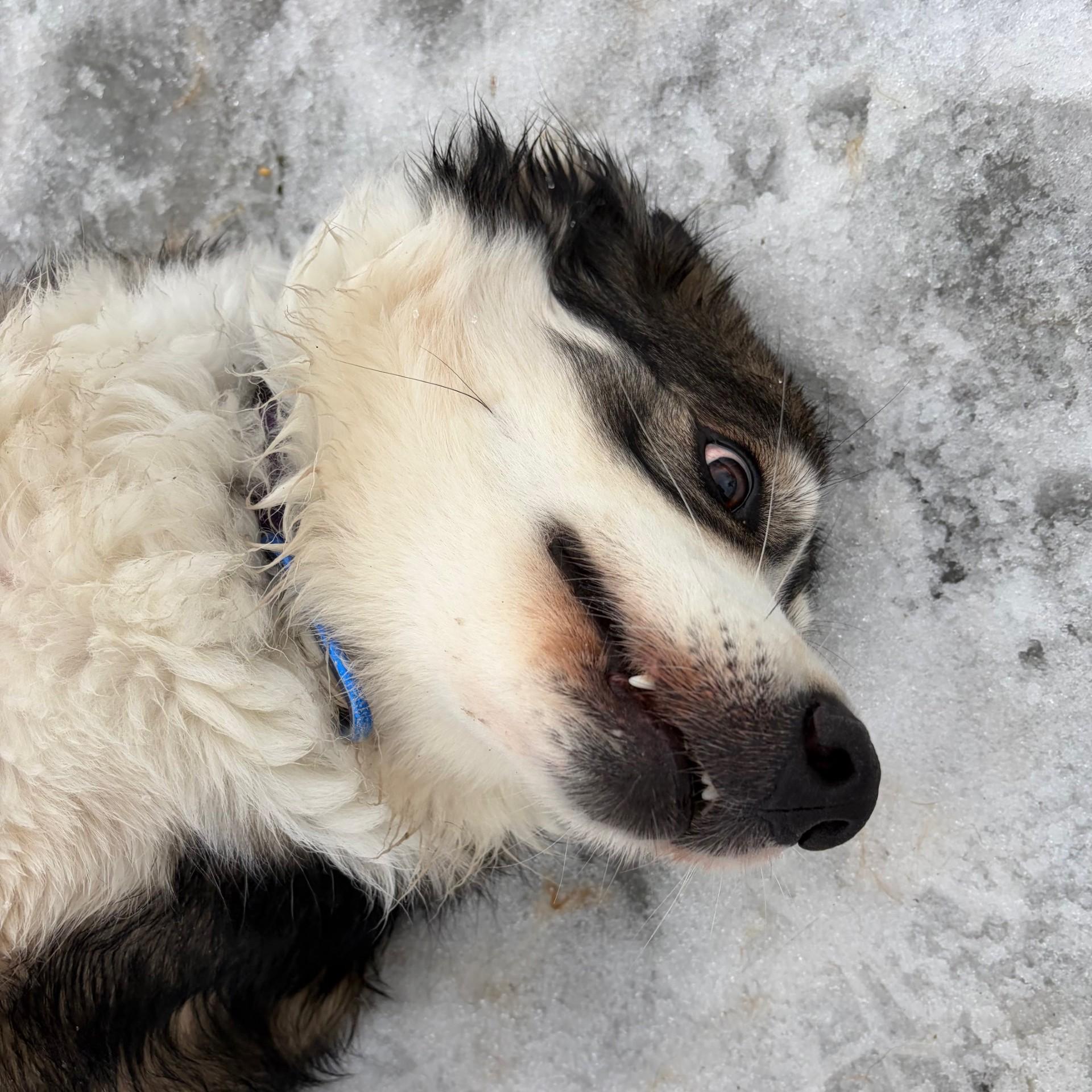 Enlarge Lily , a ADOPTABLE Australian Shepherd in Mississauga, ON image 3/6