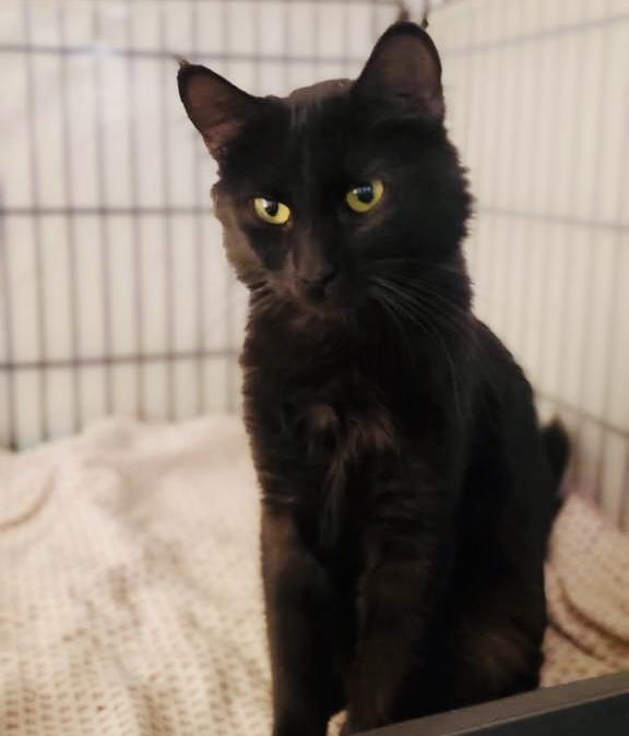 Enlarge Jean, a Adoptable Domestic Long Hair in Wasilla, AK image 2/4