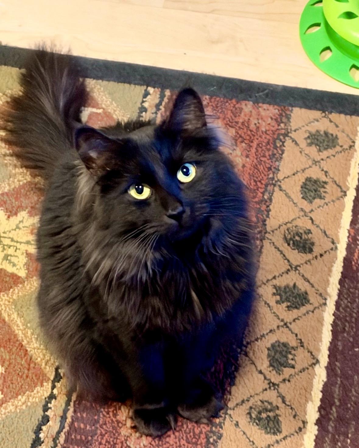 Enlarge Jean, a Adoptable Domestic Long Hair in Wasilla, AK image 2/2