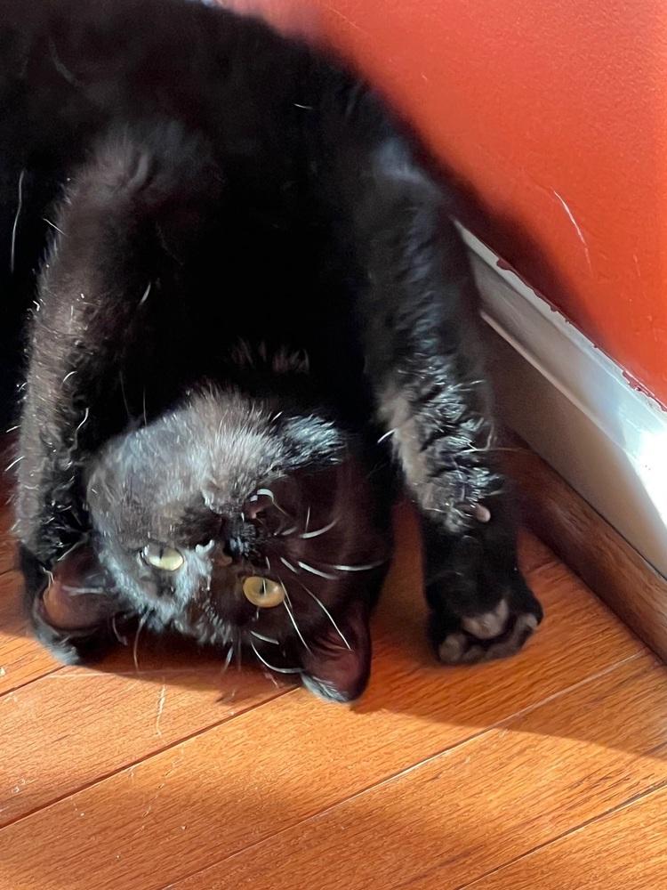 Wrigley Field, a Adoptable Domestic Short Hair in Stafford, VA image 2/2