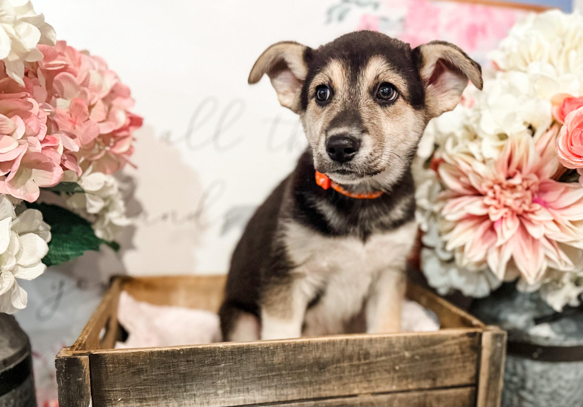 Buzz , Adoptable, Puppy Male Husky & Alaskan Malamute.