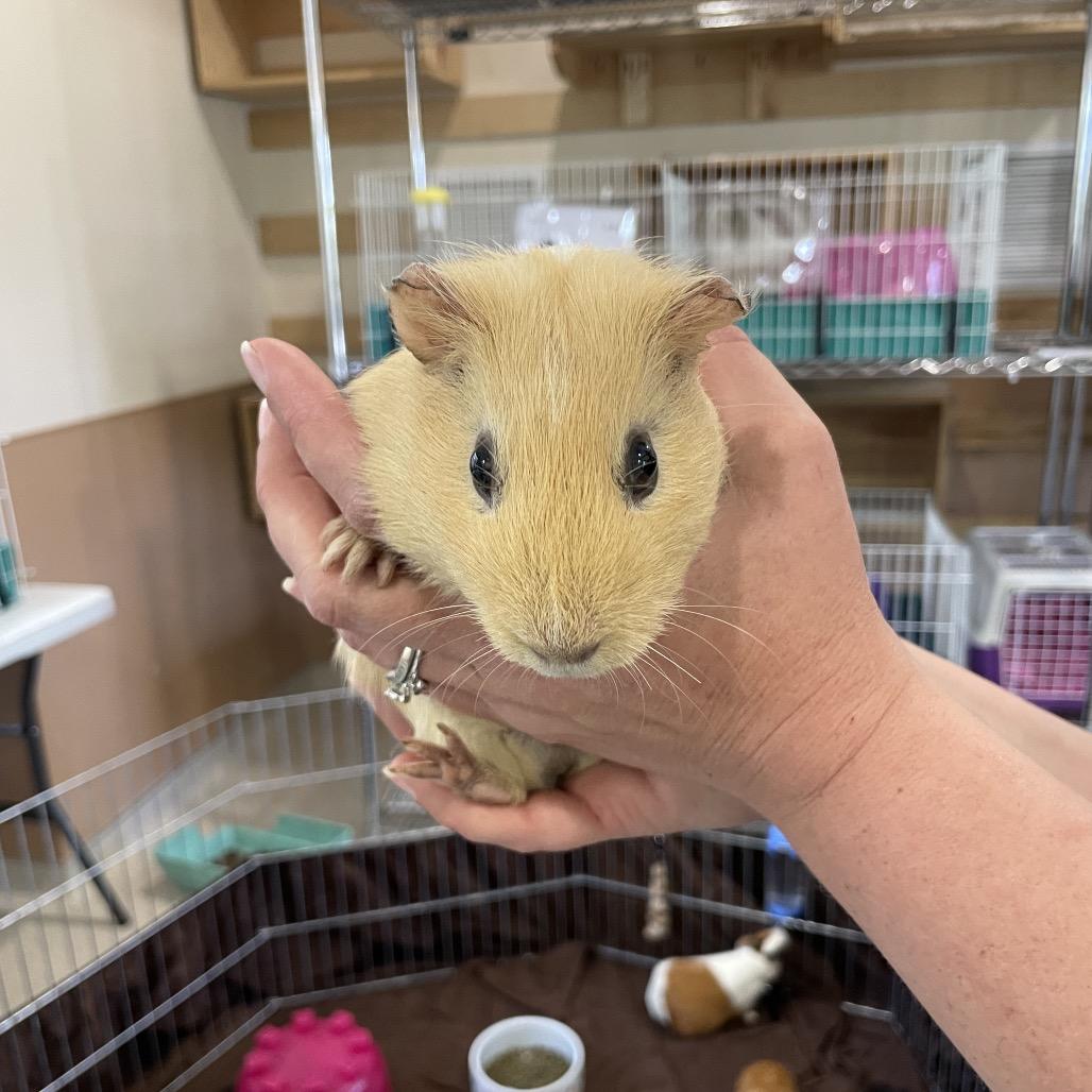 Wallace, Adoptable, Young Male Guinea Pig.