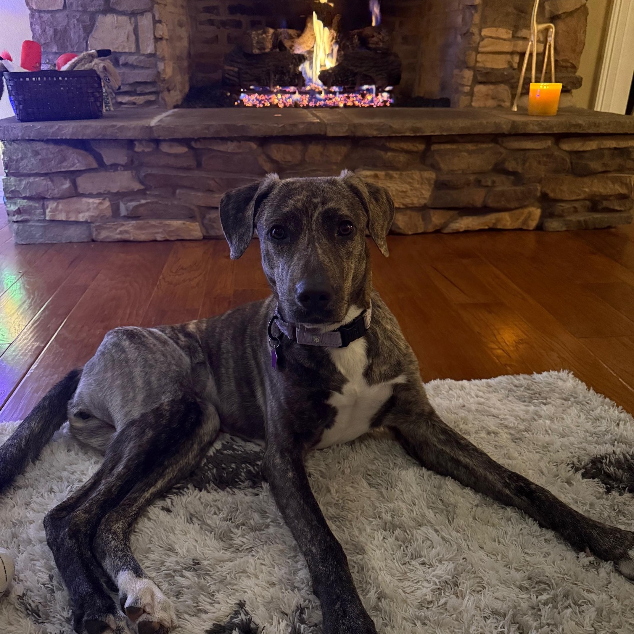 Bridget, a ADOPTABLE mixed breed in Angleton, TX image 2/5