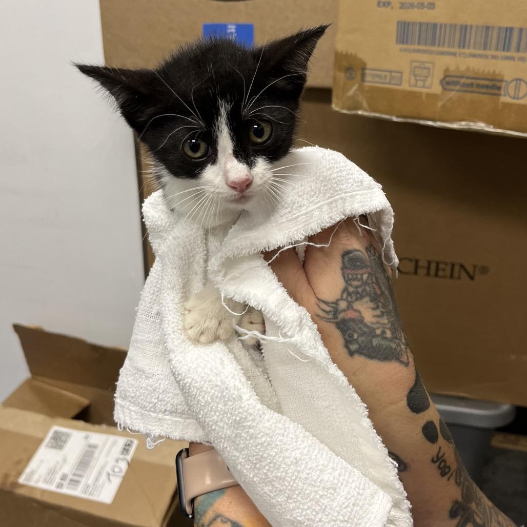 Truffles, Adoptable, Kitten Female Domestic Short Hair.