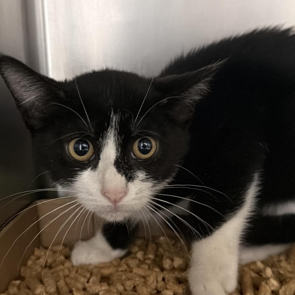 Enlarge Truffles, a Adoptable Domestic Short Hair in Dickinson, TX image 2/3