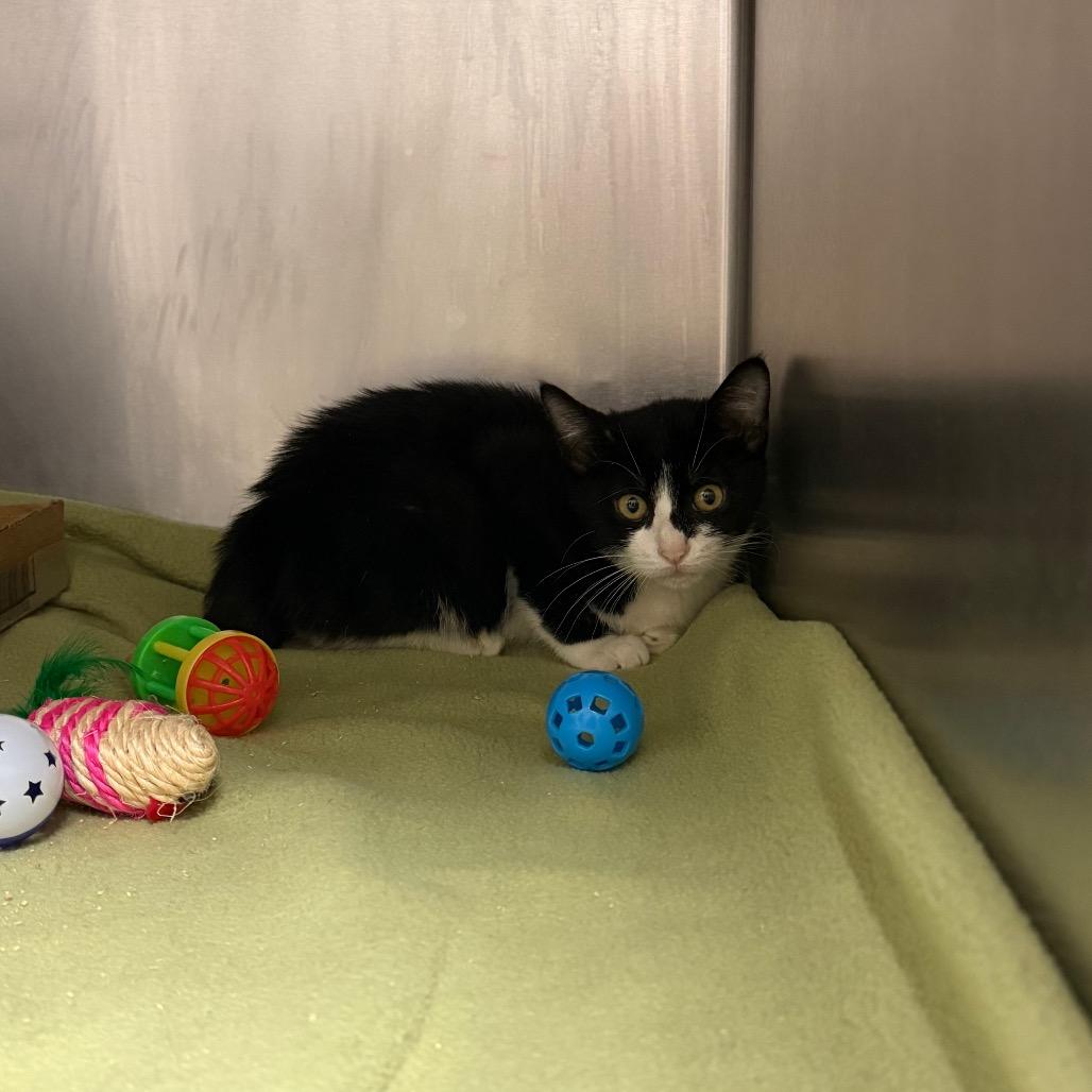 Enlarge Truffles, a Adoptable Domestic Short Hair in Dickinson, TX image 3/3