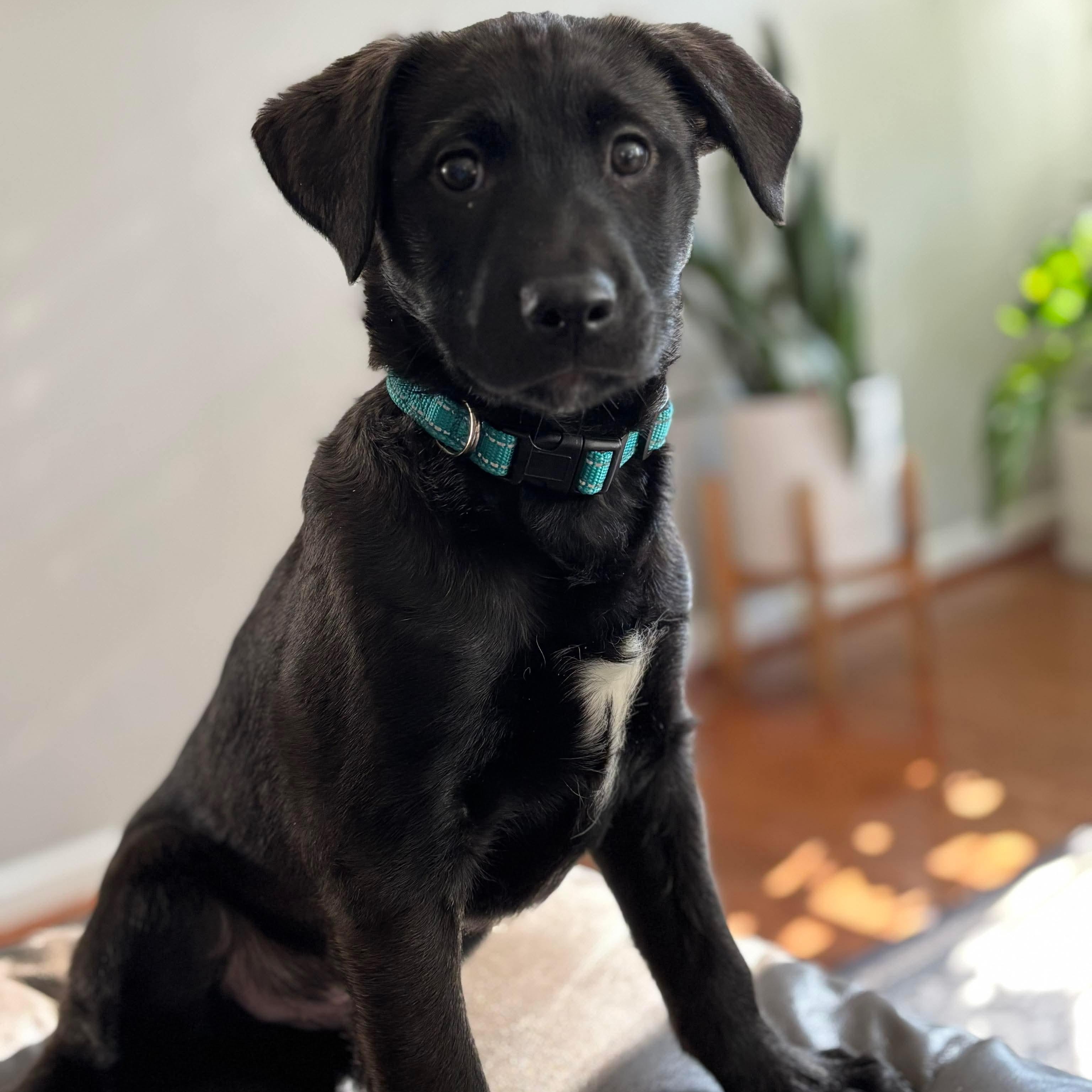 Bowser, Adoptable, Puppy Male Labrador Retriever.