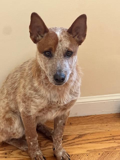Ossin, Adopted, Young Male Australian Cattle Dog / Blue Heeler.