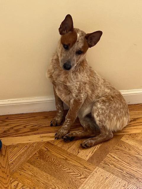 Enlarge Ossin, a Adopted Australian Cattle Dog / Blue Heeler in Paso Robles, CA image 2/3