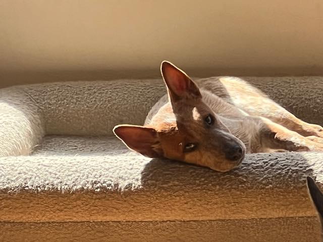 Enlarge Ossin, a Adopted Australian Cattle Dog / Blue Heeler in Paso Robles, CA image 3/3