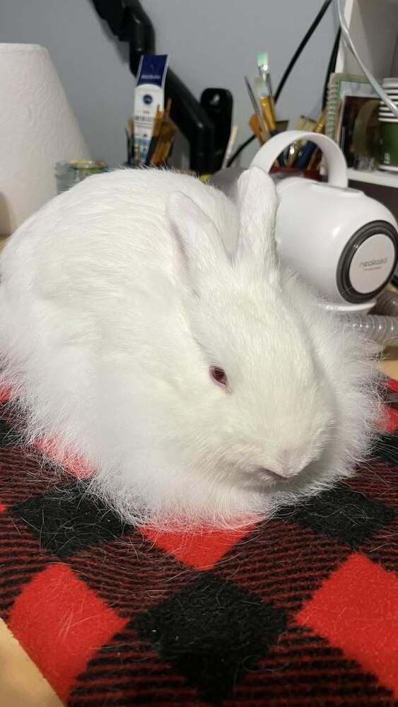 Martha, Adoptable, Young Female Lionhead.