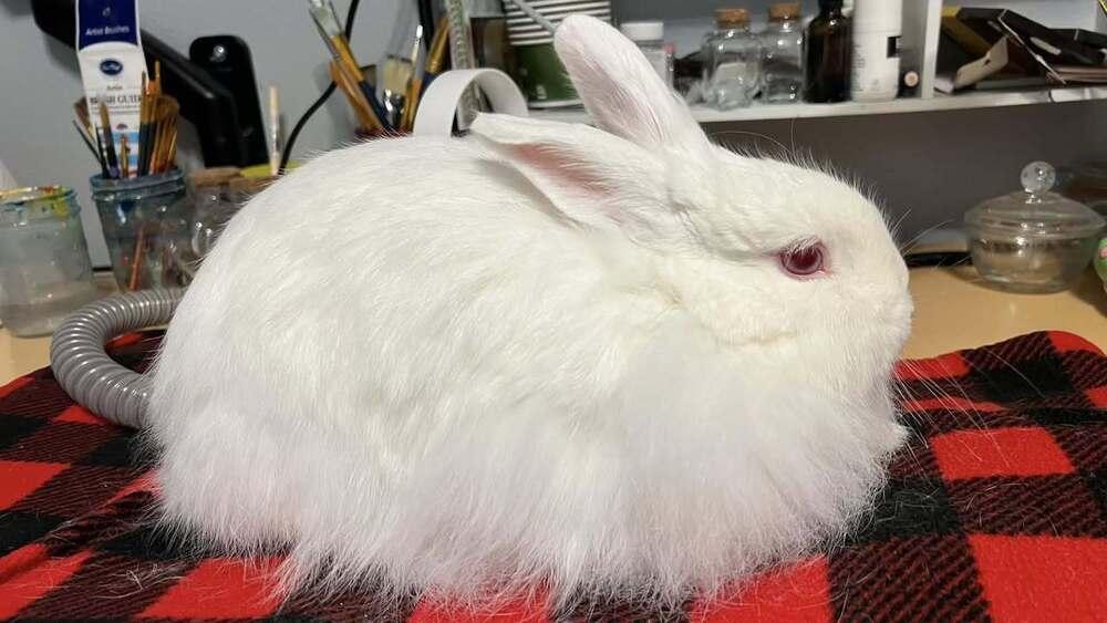 Enlarge Martha, a Adoptable mixed breed in Naples, FL image 2/2