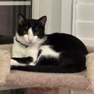 Enlarge Marcello, a Adoptable mixed breed in King City, ON image 3/6