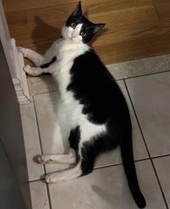 Enlarge Marcello, a Adoptable mixed breed in King City, ON image 6/6