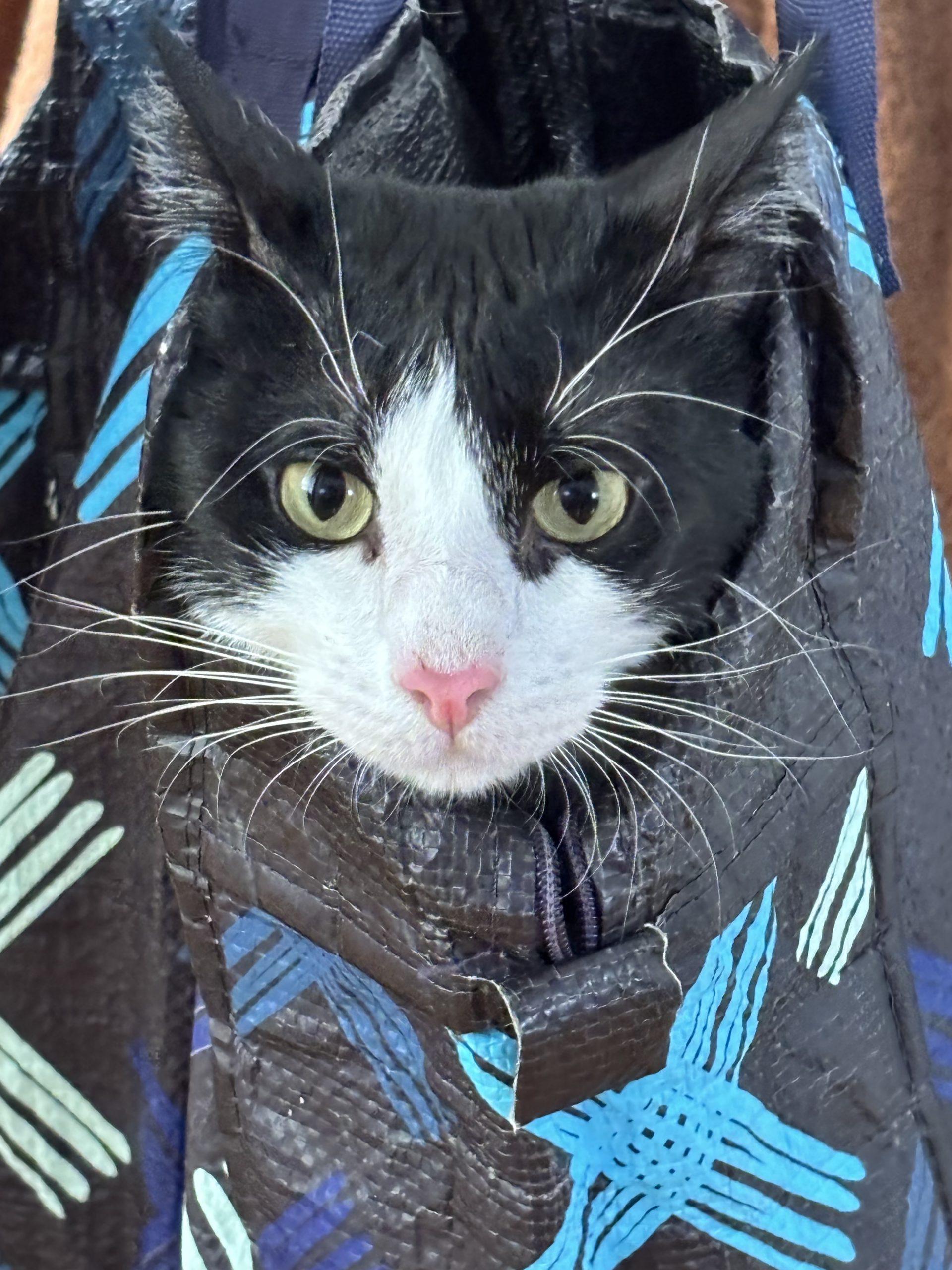 Enlarge Marcello, a Adoptable mixed breed in King City, ON image 3/6